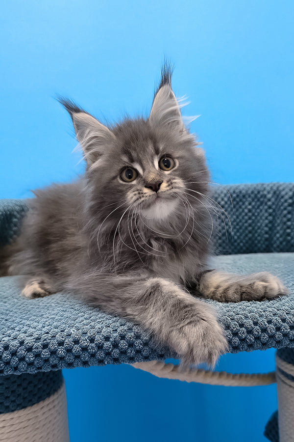 A fluffy gray polydactyl maine coon kitten with green eyes resting on a textured blue cat tree platform