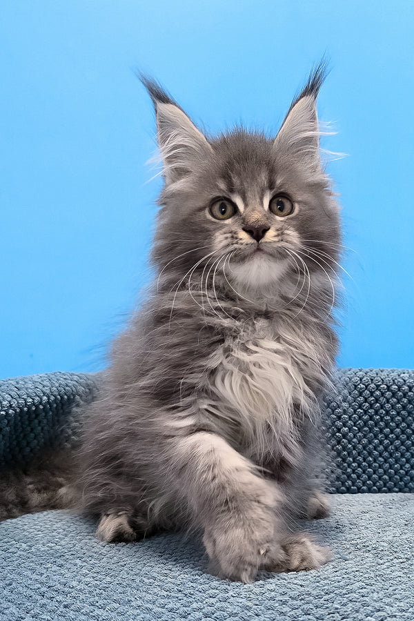 A fluffy gray polydactyl maine coon kitten with green eyes sitting on a textured blue surface