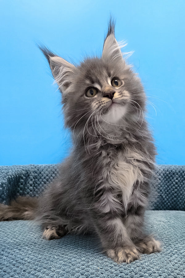 A fluffy gray polydactyl maine coon kitten with striking green eyes and tufted ears on a textured blue surface