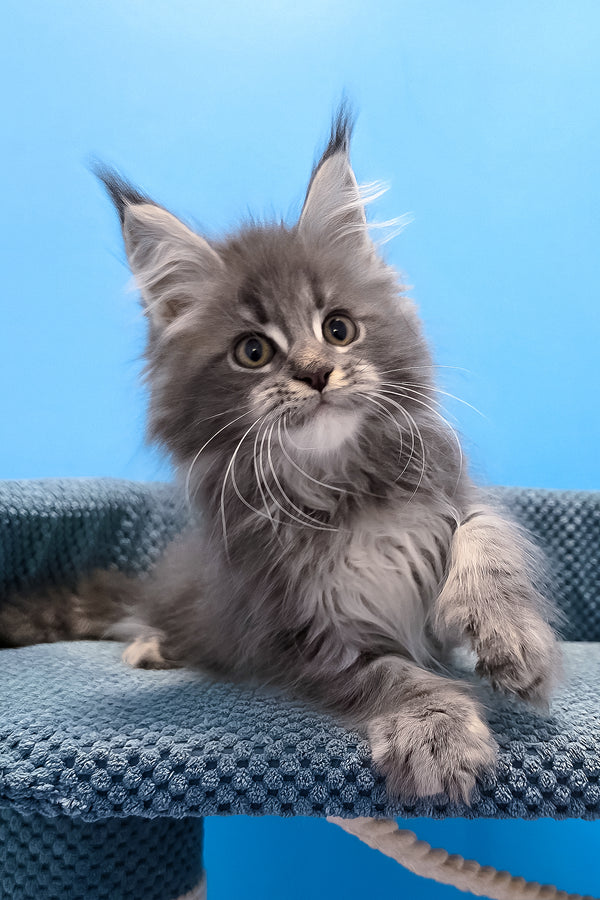A fluffy gray polydactyl maine coon kitten with striking green eyes sits on a textured blue cat bed