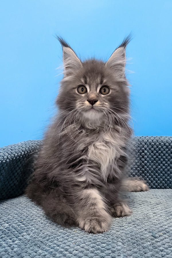 A fluffy gray polydactyl maine coon kitten with green eyes and tufted ears sitting on a textured blue cushion