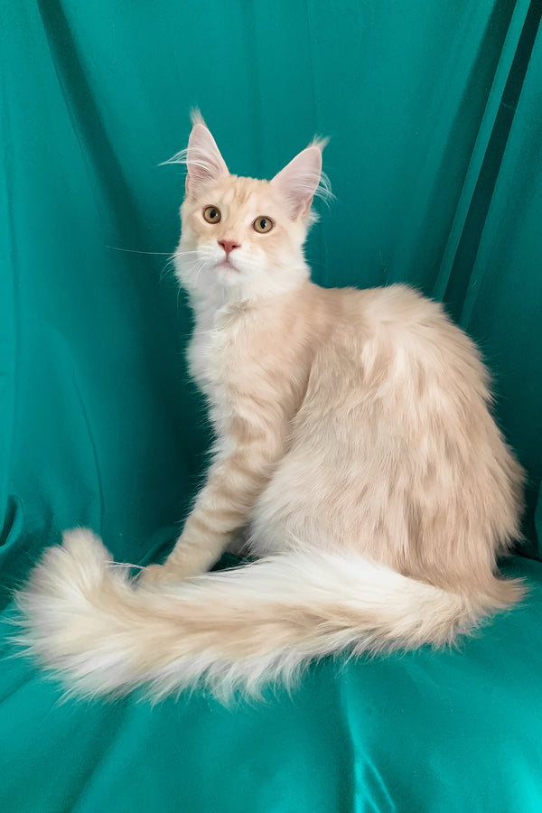 Richard | Maine Coon Kitten