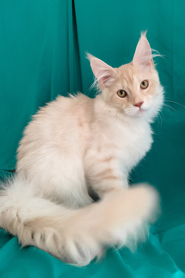 Richard | Maine Coon Kitten