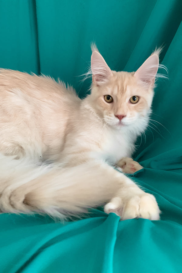 Richard | Maine Coon Kitten