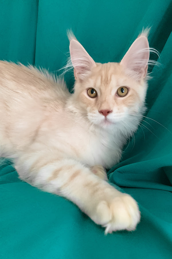 Richard | Maine Coon Kitten