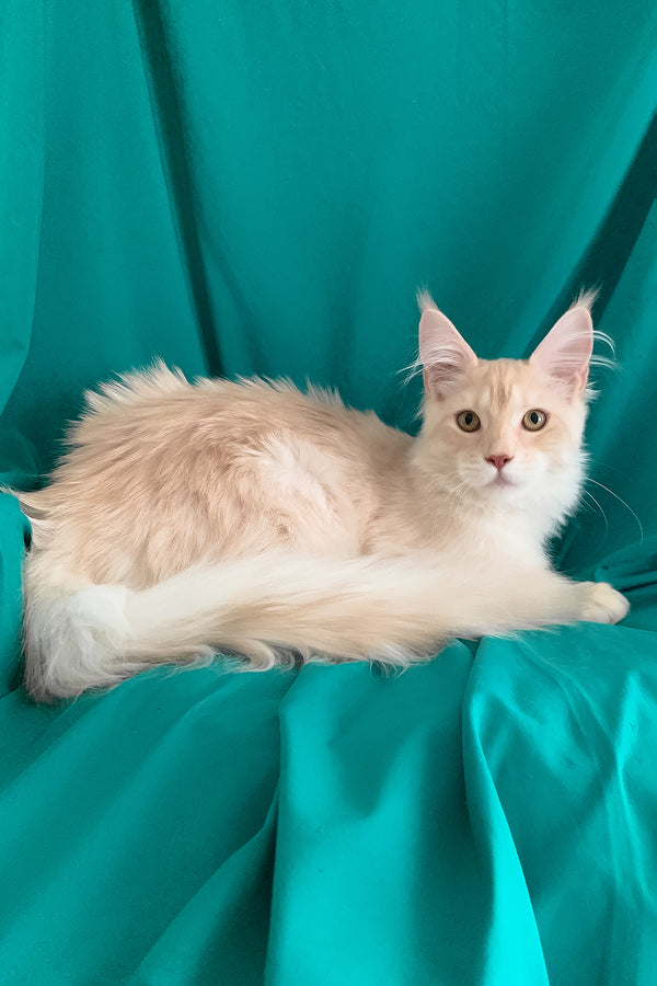 Richard | Maine Coon Kitten