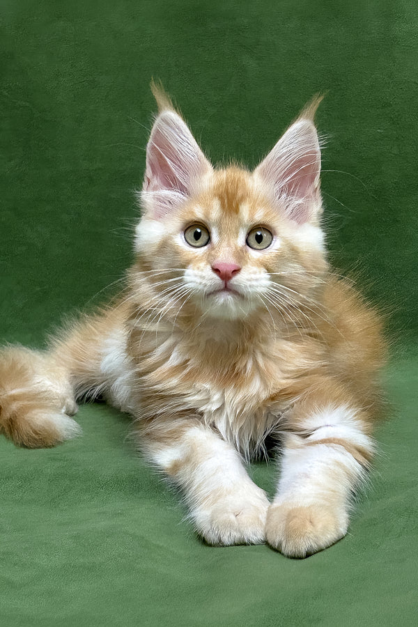 Richard | Maine Coon Kitten