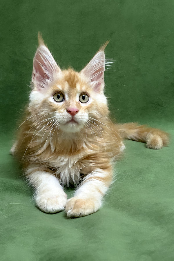 Richard | Maine Coon Kitten