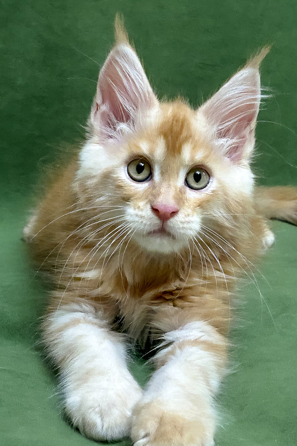 Richard | Maine Coon Kitten