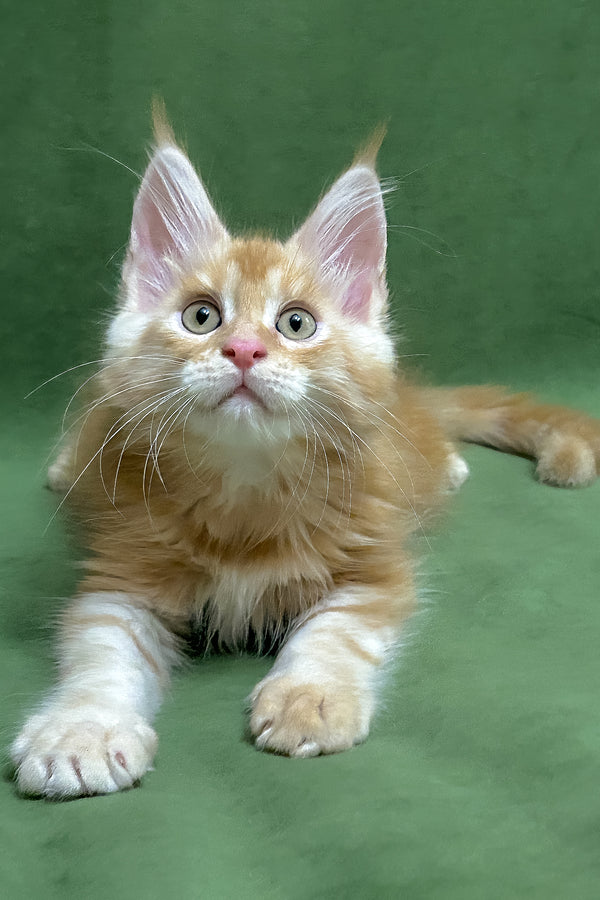 Richard | Maine Coon Kitten