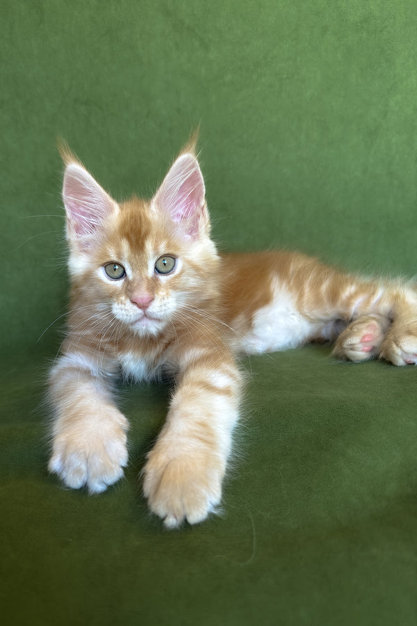 Richard | Maine Coon Kitten