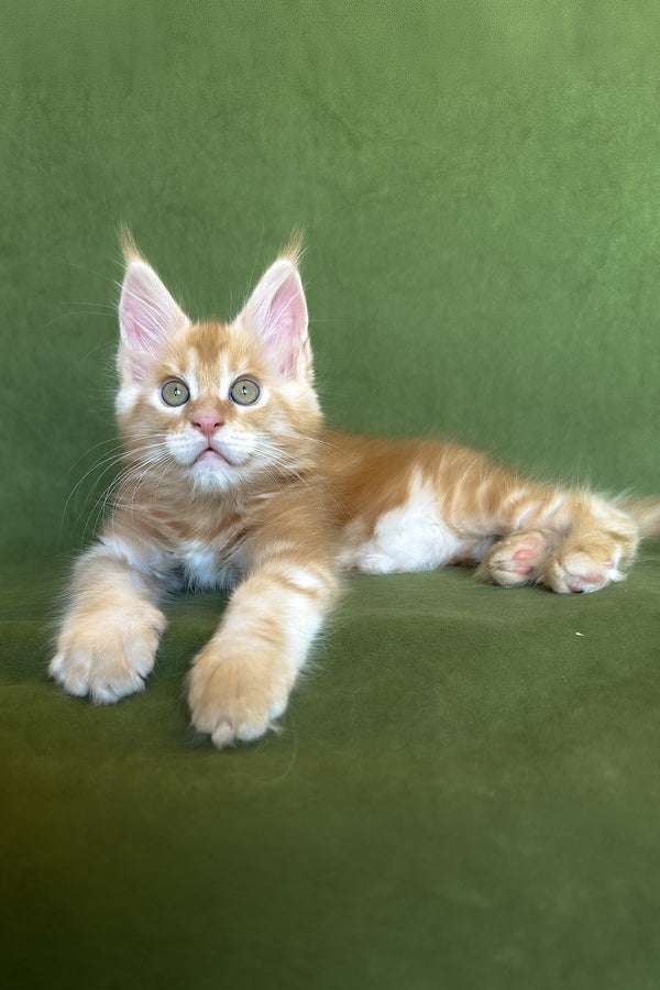 Richard | Maine Coon Kitten
