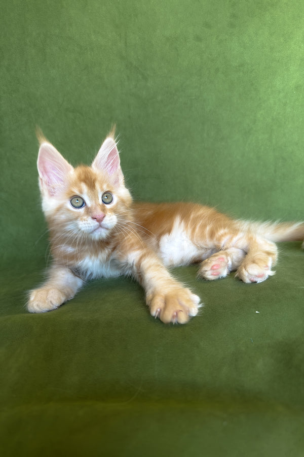 Richard | Maine Coon Kitten