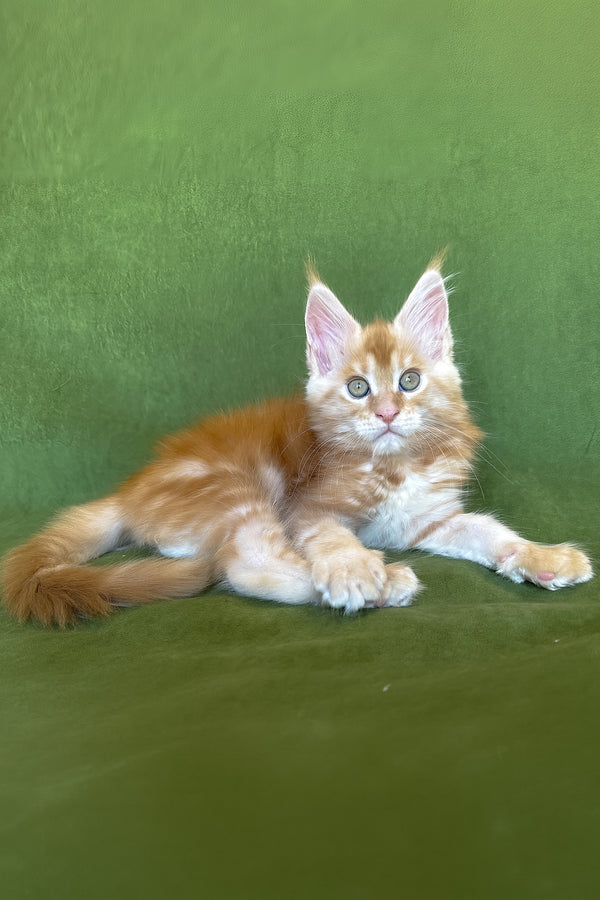 Richard | Maine Coon Kitten