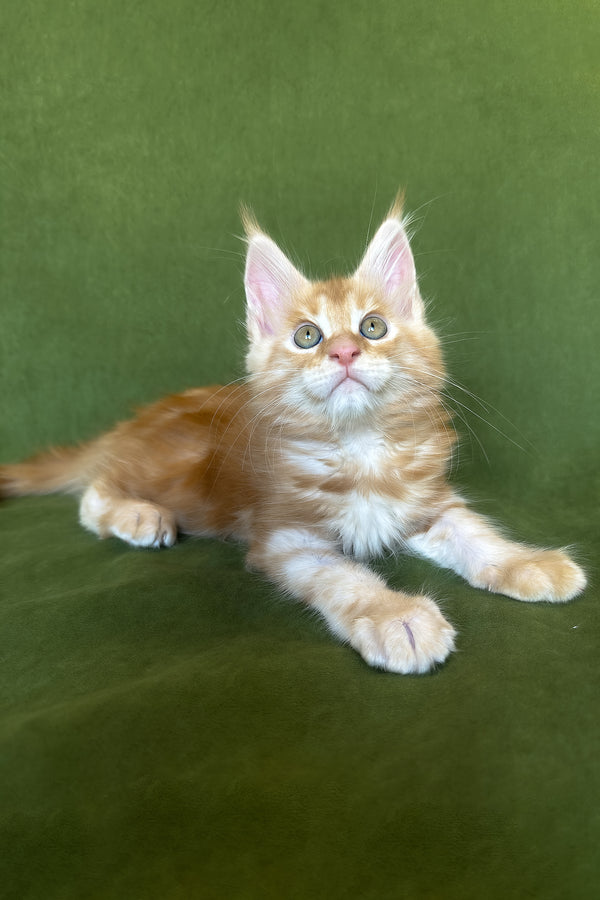 Richard | Maine Coon Kitten
