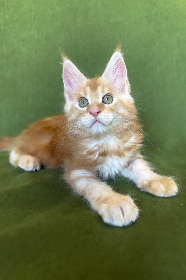Richard | Maine Coon Kitten