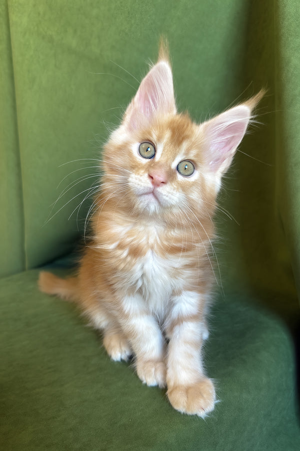 Richard | Maine Coon Kitten