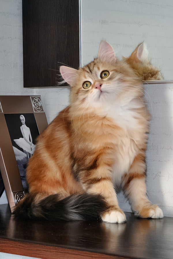 Richi | Siberian Kitten