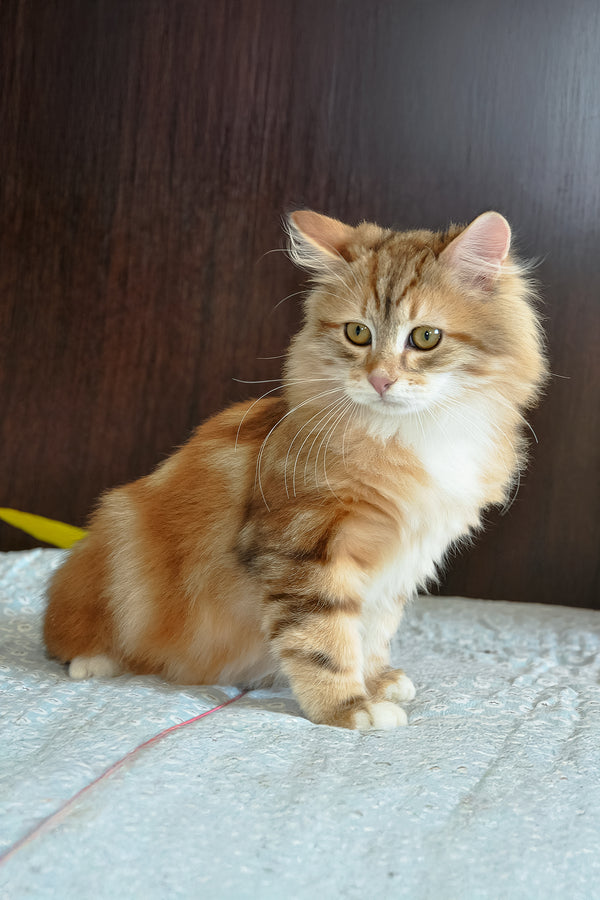 Richi | Siberian Kitten