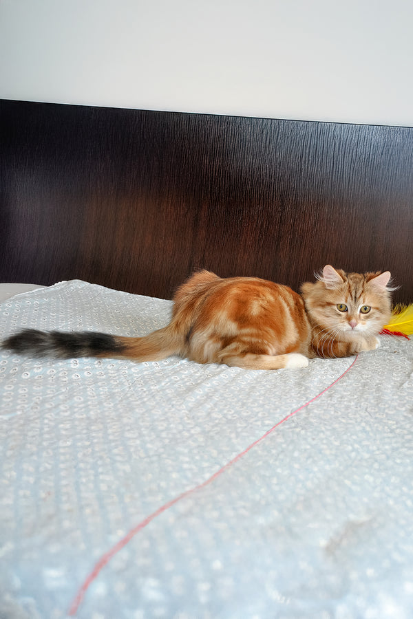 Richi | Siberian Kitten