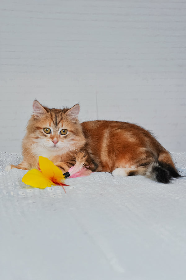 Richi | Siberian Kitten