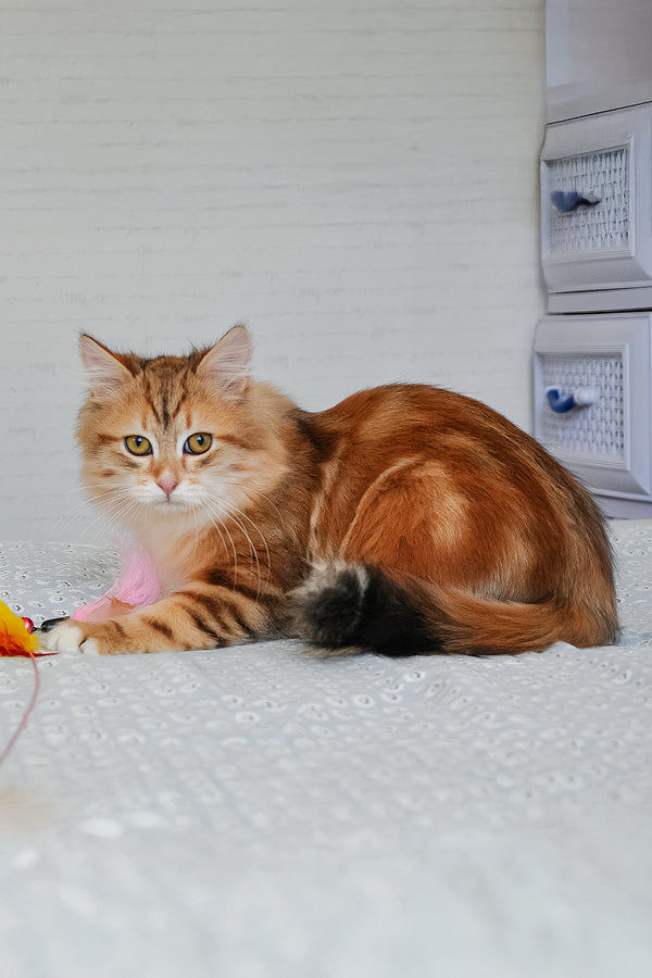 Richi | Siberian Kitten