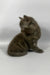 Richman | British Shorthair Kitten