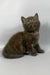Richman | British Shorthair Kitten