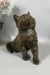 Richman | British Shorthair Kitten