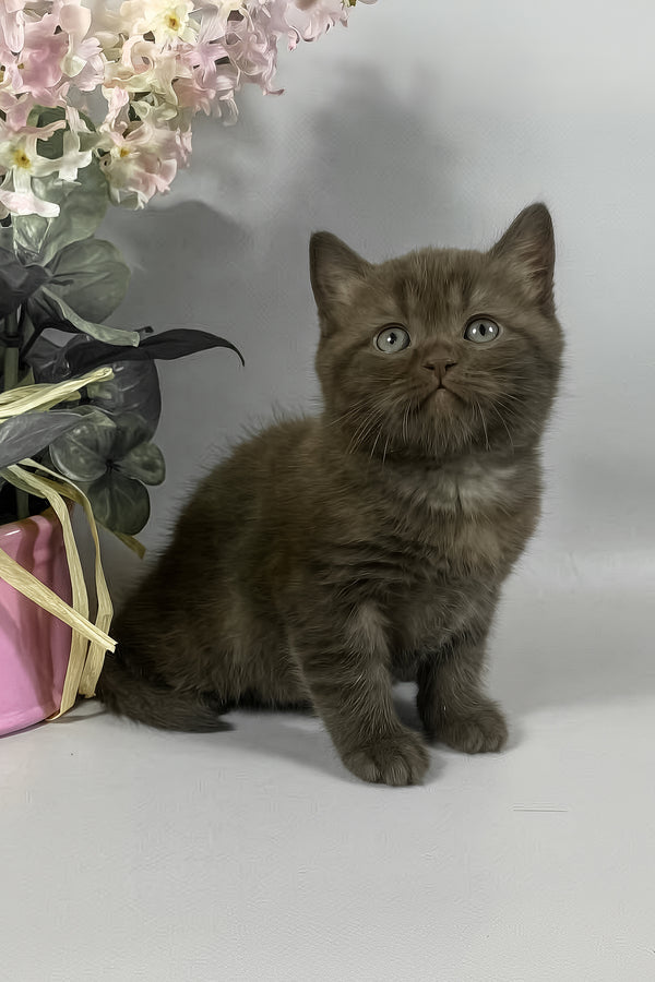 Richman | British Shorthair Kitten