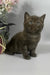 Richman | British Shorthair Kitten