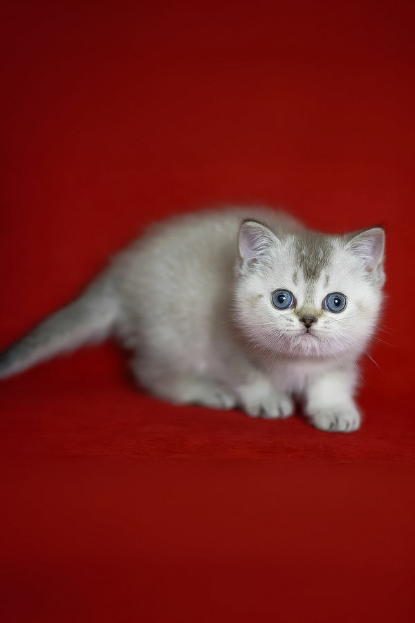 Richy | Scottish Straight Kitten