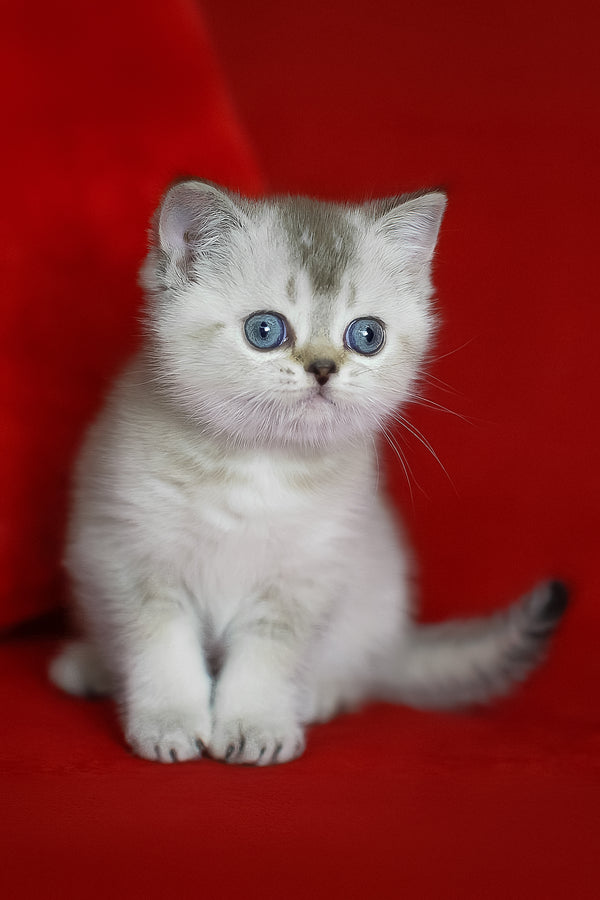 Richy | Scottish Straight Kitten