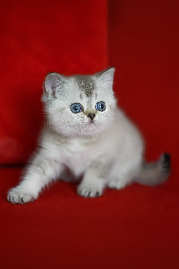 Richy | Scottish Straight Kitten