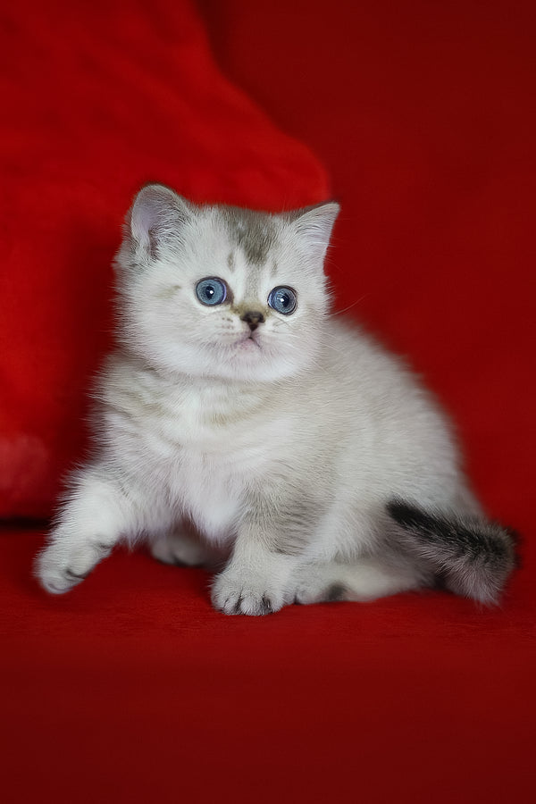 Richy | Scottish Straight Kitten