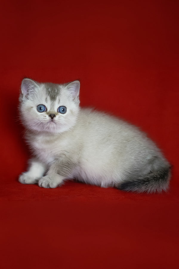Richy | Scottish Straight Kitten