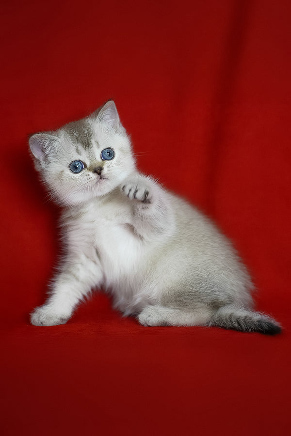 Richy | Scottish Straight Kitten