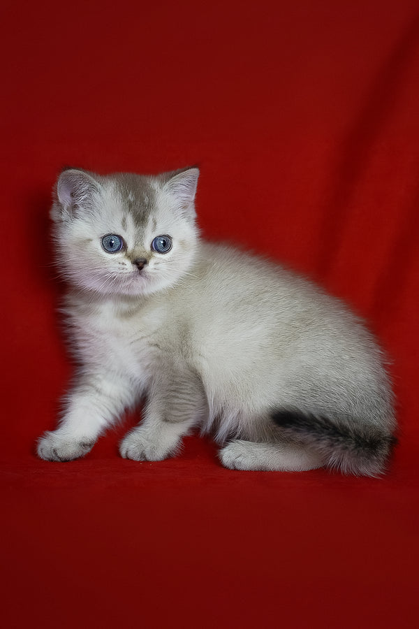 Richy | Scottish Straight Kitten