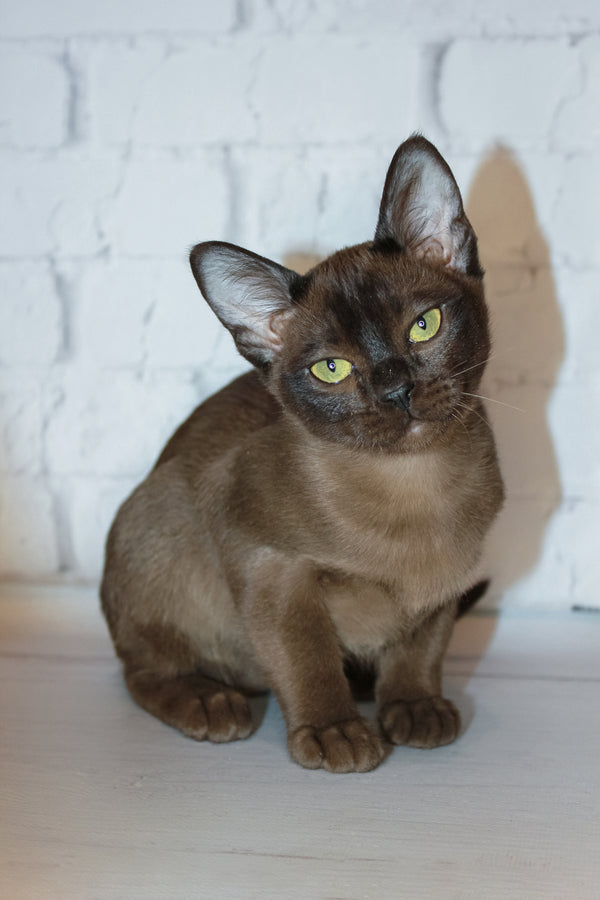 Ride the Burmese Kitten with Irresistible Charm - Main Image