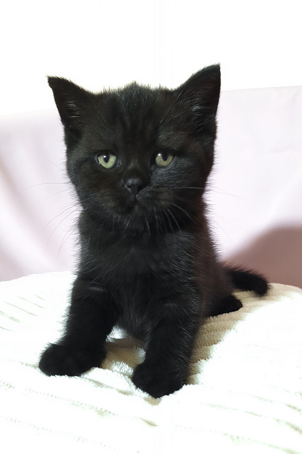 Riston | Scottish Straight Kitten