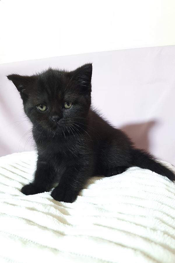 Riston | Scottish Straight Kitten