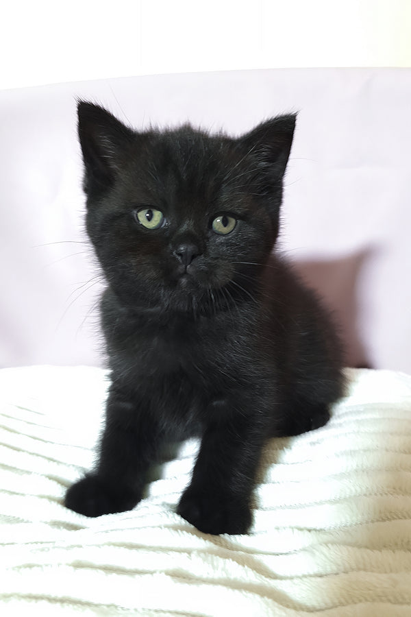 Riston | Scottish Straight Kitten