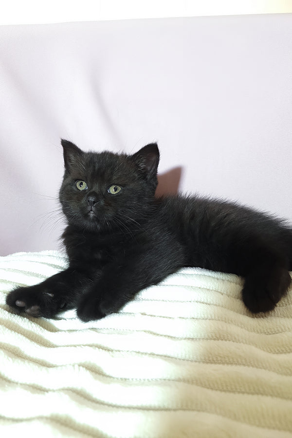 Riston | Scottish Straight Kitten