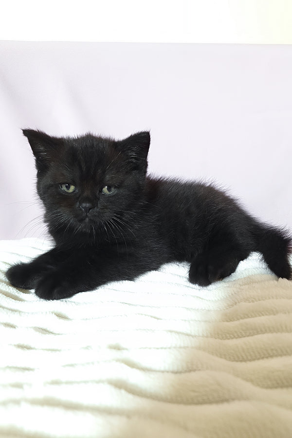 Riston | Scottish Straight Kitten