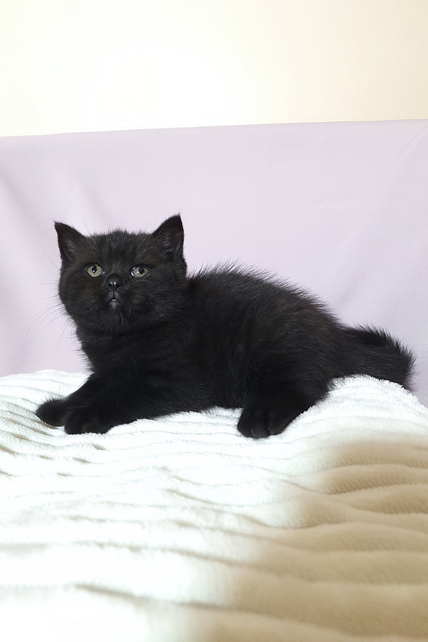 Riston the Scottish Straight Kitten with Orange Eyes