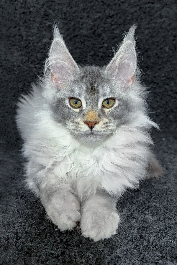 Rita | Maine Coon Kitten