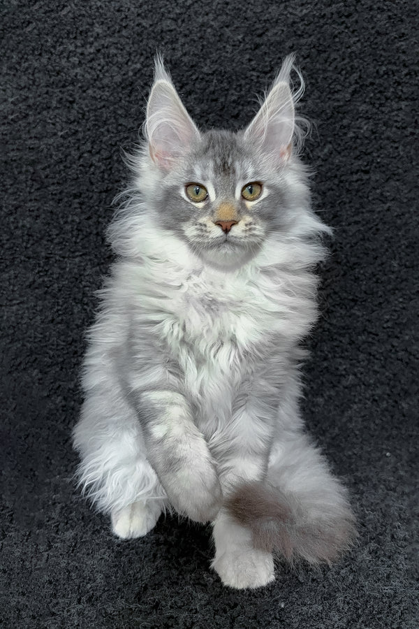 Rita | Maine Coon Kitten