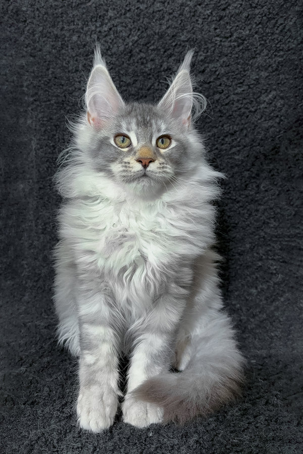 Rita | Maine Coon Kitten