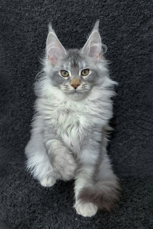 Rita | Maine Coon Kitten
