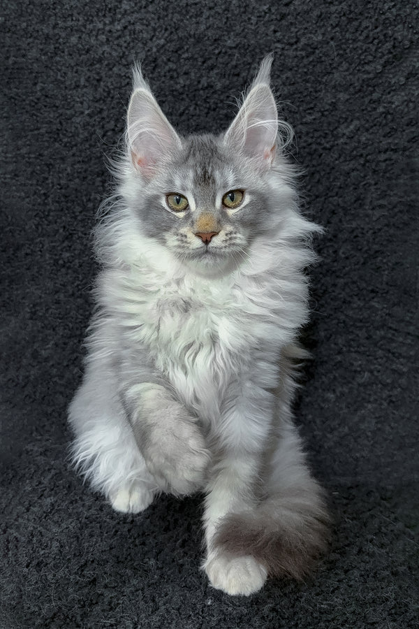 Rita | Maine Coon Kitten
